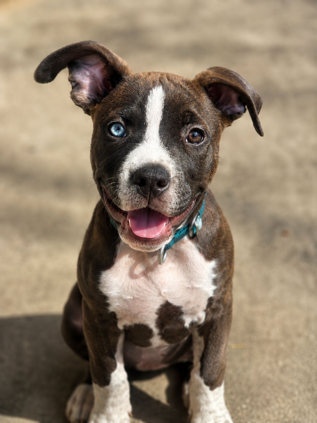 Luna, a rescued dog in their forever home